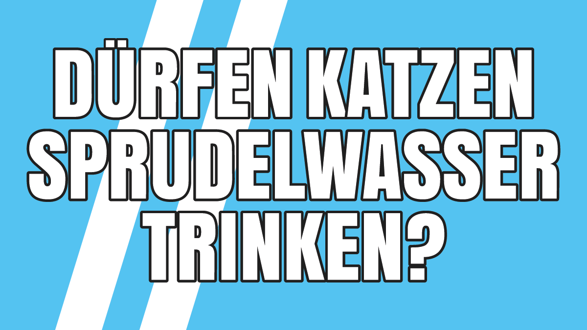 Dürfen Katzen Sprudelwasser trinken? Ist Kohlensäure schädlich?