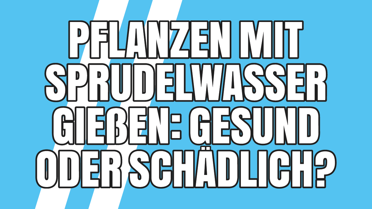 Pflanzen mit Sprudelwasser gießen: Gesund oder Schädlich?